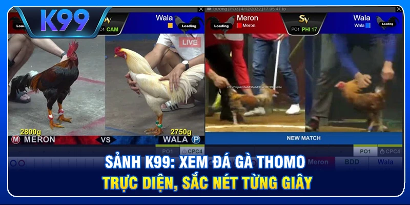 Review K99: Hệ Sinh Thái Cá Cược Đẳng Cấp Châu Á Sảnh K99: Xem đá gà Thomo trực diện, sắc nét từng giây.
